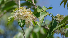 Tamiops mcclellandii