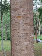 Parkia timoriana