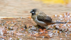 White-Rumped Munia photo 5