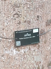 Parkia timoriana