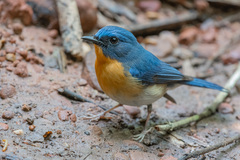 Cyornis whitei
