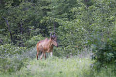Alcelaphus buselaphus lichtensteinii