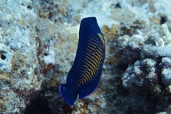 Centropyge bispinosa