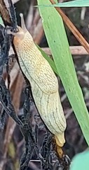Elisolimax flavescens