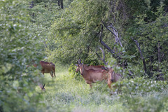 Alcelaphus buselaphus lichtensteinii
