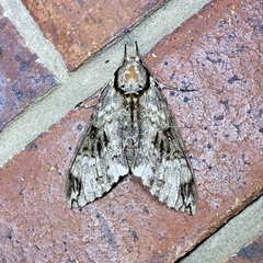 Psilogramma menephron