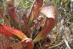 Sarracenia