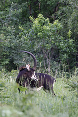 Hippotragus niger kirkii