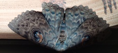 Erebus walkeri