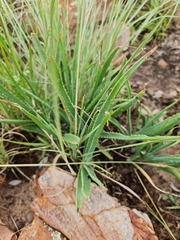 Aloe verecunda