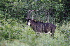 Hippotragus niger kirkii