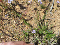 Wahlenbergia prostrata