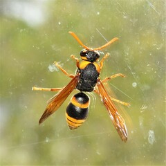 Anterhynchium tamarinum