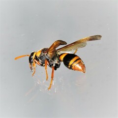 Anterhynchium tamarinum