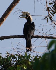 Anthracoceros malayanus