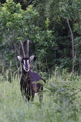 Hippotragus niger kirkii
