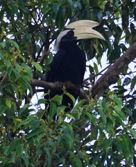Anthracoceros malayanus