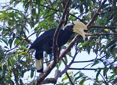Anthracoceros malayanus