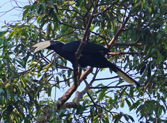 Anthracoceros malayanus