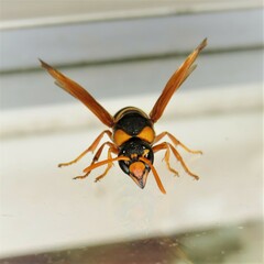 Anterhynchium tamarinum