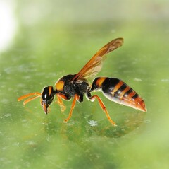 Anterhynchium tamarinum