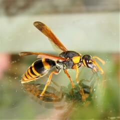 Anterhynchium tamarinum