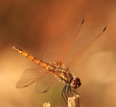 Trithemis annulata