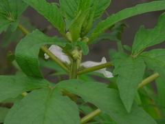 Sesamum indicum