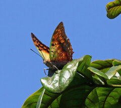 Charaxes candiope
