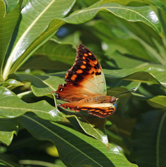 Charaxes candiope