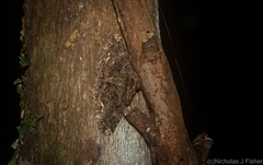 Paradromulia ambigua