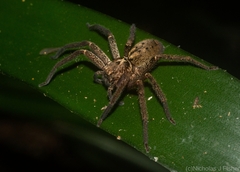 Heteropoda distincta