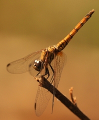 Trithemis annulata