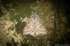 Lymantria nephrographa