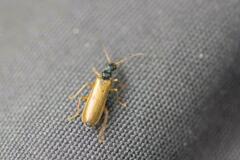 Rhagonycha lignosa