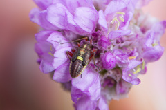 Calocoris roseomaculatus