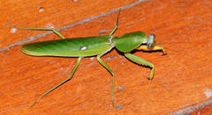 Rhombodera