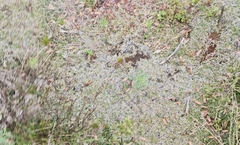 Selaginella dregei