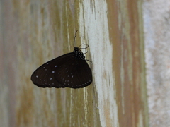 Euploea mulciber
