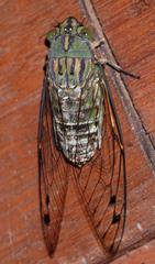 Orientopsaltria