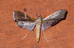 Maruca vitrata