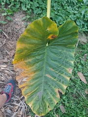 Alocasia macrorrhizos