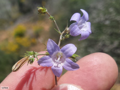 Wahlenbergia prostrata