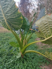 Alocasia macrorrhizos