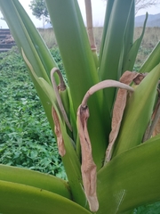 Alocasia macrorrhizos