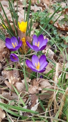 Crocus tommasinianus