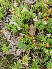 Crassula dependens