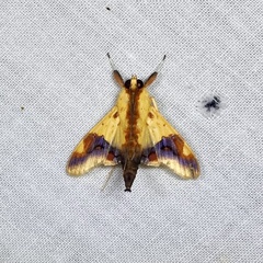 Tetracona pictalis