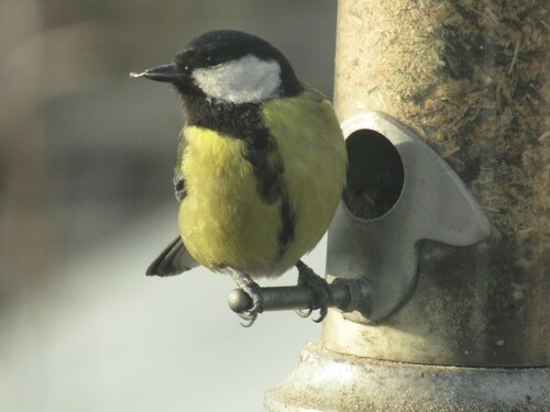 Carbonero común (Parus major)