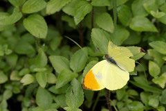 Afrodryas leda